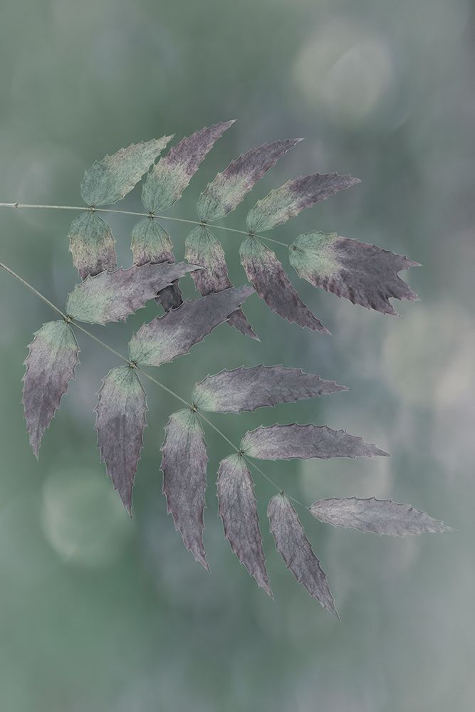USA, Washington State, Seabeck. Oregon grape leaves close-up.